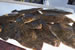 flounder fishing destin