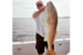 destin red fishing